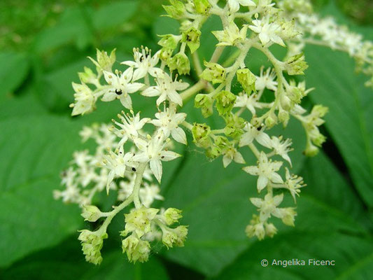 Rodgersia aesculifolia - Kastanienblättriges Schaublatt  © Mag. Angelika Ficenc