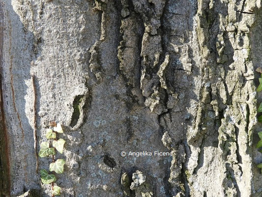 Celtis sp.  © Mag. Angelika Ficenc