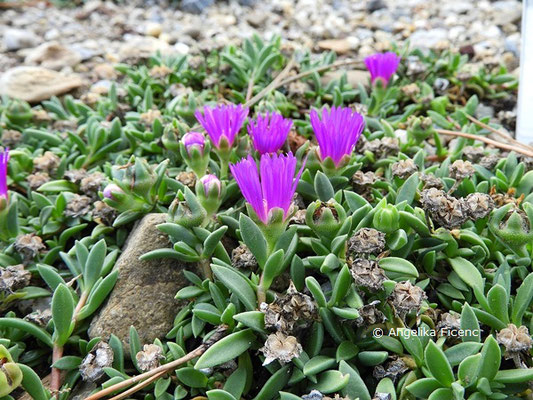 Delosperma obtusum Pink Zulu  © Mag. Angelika Ficenc