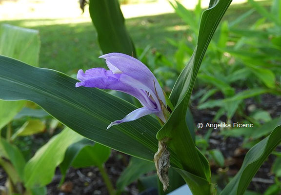 Hedychium gardnerianum © Mag. Angelika Ficenc