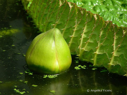 Victoria amazonica - Viktoria, Riesenseerose  © Mag. Angelika Ficenc