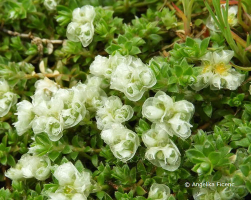 Paronychia kapela - Nagelkraut, Blüten  © Mag. Angelika Ficenc