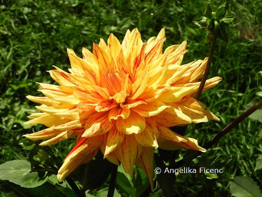 Dahlia "Enkan"   © Mag. Angelika Ficenc