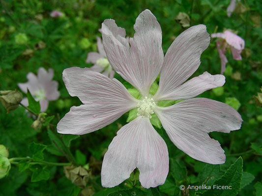 Lavatera thuringiata - Thüringer Strauchpappel  © Mag. Angelika Ficenc