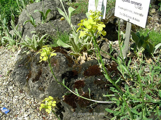 Erysium pulchellum - Hübscher Schöterich, © Mag. Angelika Ficenc