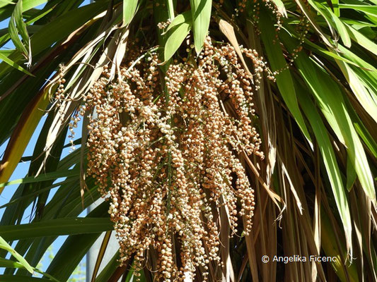 Cordyline australis - Keulenlilie, Fruchstand  © Mag. Angelika Ficenc