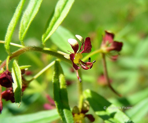 Cleome violacea  © Mag. Angelika Ficenc