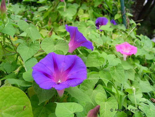 Ipomea caerulea - Blaue Sternwinde    © Mag. Angelika Ficenc