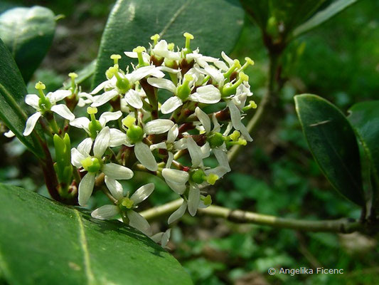 Skimmia japonica - Skimmie  © Mag. Angelika Ficenc