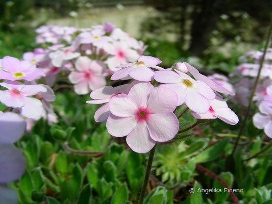 Androsace sarmetosa - Mannsschild  © Mag. Angelika Ficenc