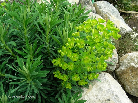 Euphorbia caracias ssp. wulfenii - Wolfsmilch, © Mag. Angelika Ficenc