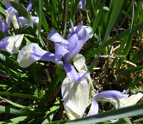 Iris missouriensis var. pelogonus © Mag. Angelika Ficenc