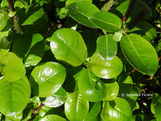 Salix glabra - Glanz-Weide, Laubblätter  © Mag. Angelika Ficenc