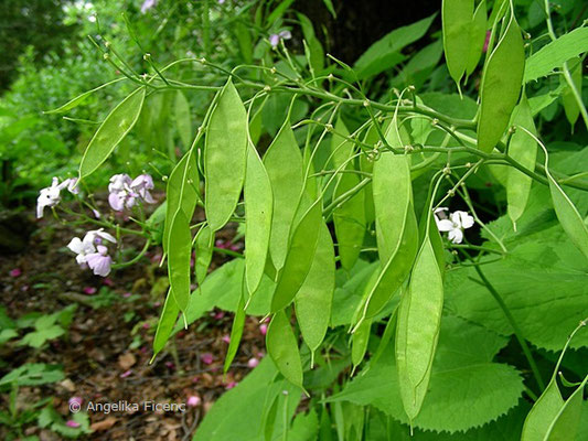 Lunaria redivia  © Mag. Angelika Ficenc