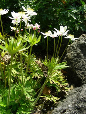 Anemone narcissifolia - Berghähnlein  © Mag. Angelika Ficenc