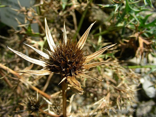 Eryngium bourgatii - Pyrenäendistel, Samenstand  © Mag. Angelika Ficenc