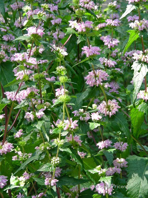 Phlomis tuberosa - Knollen Brandkraut  © Mag. Angelika Ficenc