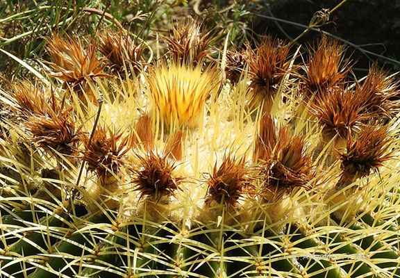 Echinocactus grusonii - Schwiegermuttersessel  © Mag. Angelika Ficenc