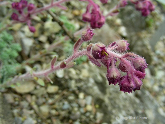 Saxifraga stribrnyi, Blütenstand  © Mag. Angelika Ficenc