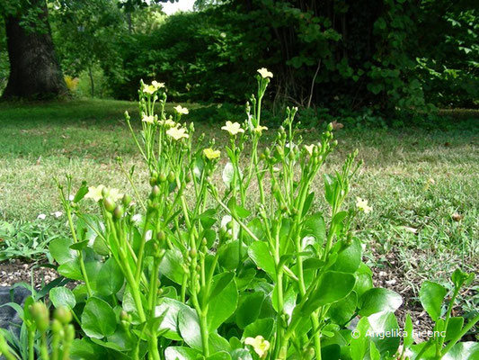 Villarsia exaltata - Villarsie  © Mag. Angelika Ficenc