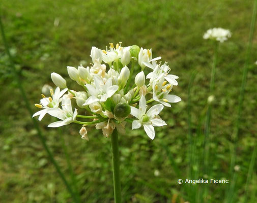 Allium ramosum   © Mag. Angelika Ficenc