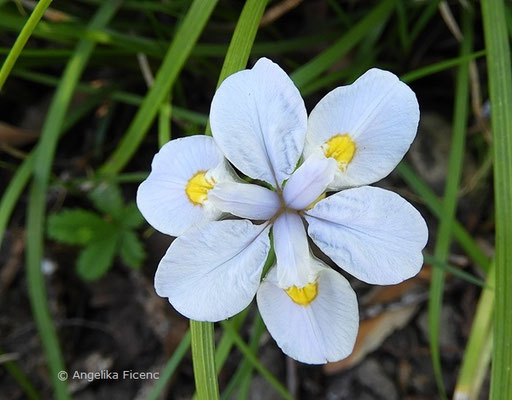 Iris Henryi   © Mag. Angelika Ficenc