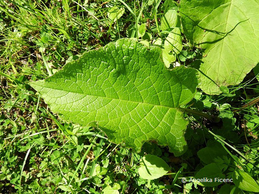 Trachystemon orientalis - Rauling,   © Mag. Angelika Ficenc