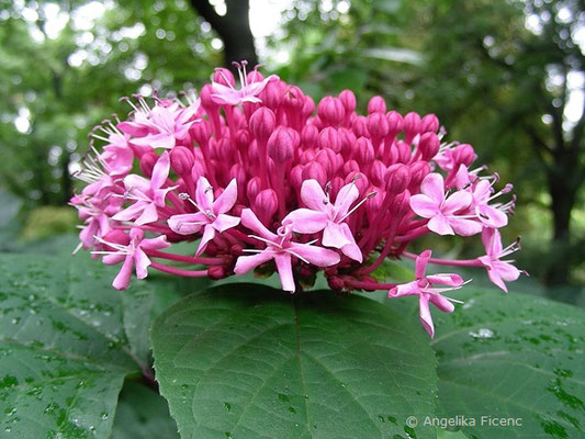 Clerodendrum bungei - Herrlicher Losstrauch  © Mag. Angelika Ficenc