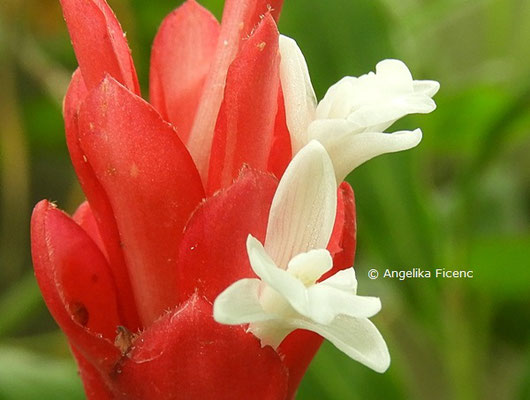 Alpinia purpurata  © Mag. Angelika Ficenc