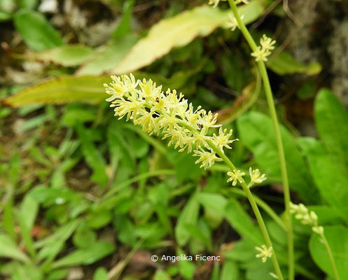 Tofieldia calyculata - Kelch-Simsenlilie  © Mag. Angelika Ficenc