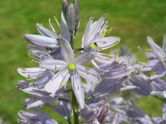 Camassia leichtlinii - Leichtlin Prärielilie    © Mag. Angelika Ficenc