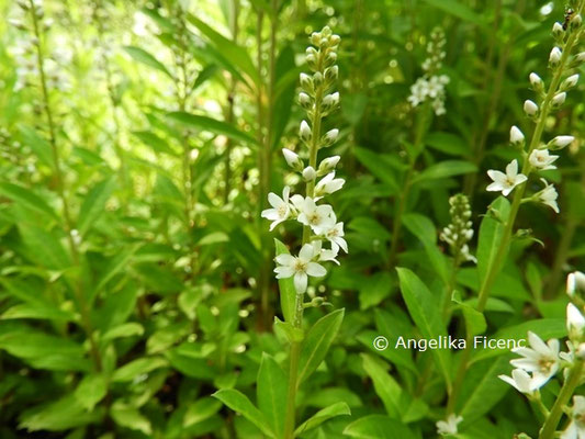 Lysimachia fortunei  © Mag. Angelika Ficenc