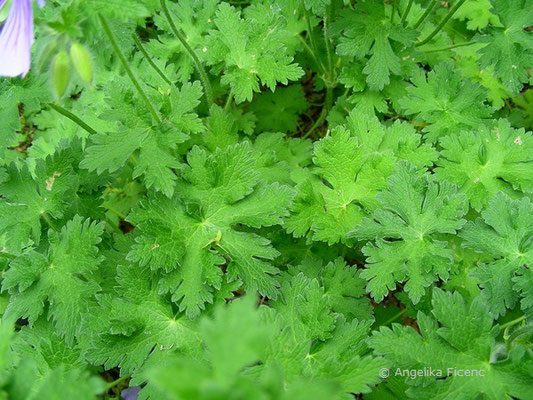 Geranium ibericum - Herzblatt Storchschnabel  © Mag. Angelika Ficenc