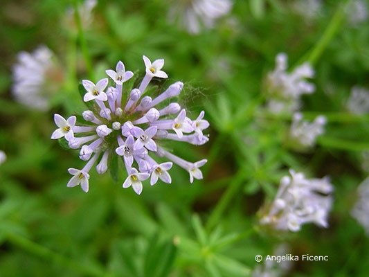 Asperula orientalis   © Mag. Angelika Ficenc