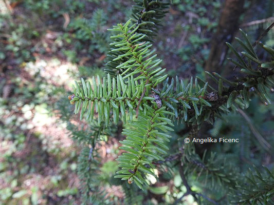 Abies pinsapo  © Mag. Angelika Ficenc