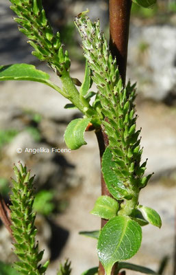 Salix glabra - Glanz-Weide, Blütenstand  © Mag. Angelika Ficenc
