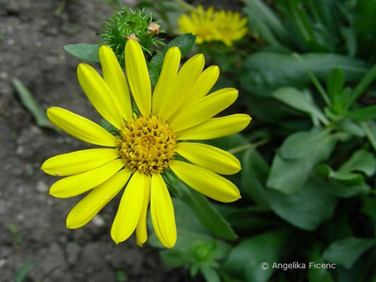 Grindelina robusta  © Mag. Angelika Ficenc