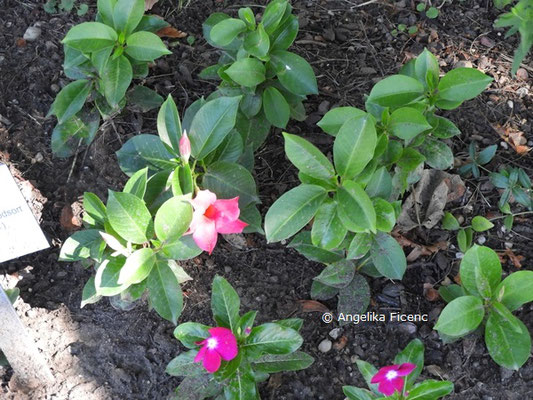 Mandevilla sanderi  © Mag. Angelika Ficenc