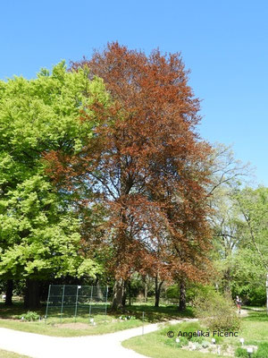 Fagus sylvatica var. atropunicea - Rotbuche  © Mag. Angelika Ficenc