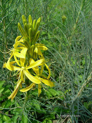 Asphodeline lutea - Gelber Affodil,   © Mag. Angelika Ficenc