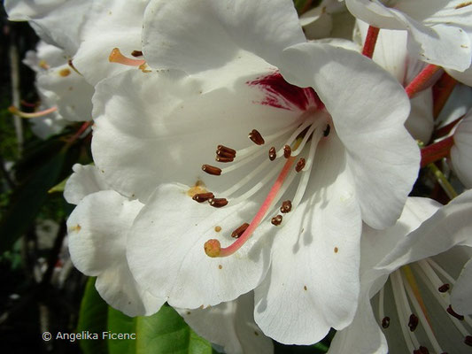 Rhododendron ramsdenianum  © Mag. Angelika Ficenc