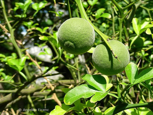 Poncirus trifoliata - Bitterorange, unreife Früchte  © Mag. Angelika Ficenc