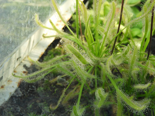 Drosera capensis - Kap Sonnentau  © Mag. Angelika Ficenc