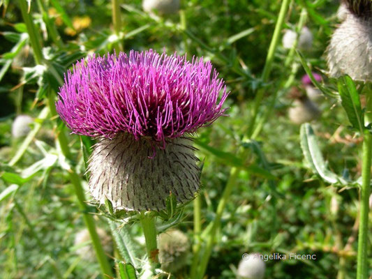 Cirsium eriophorum - Wollkopf Kratzdistel  © Mag. Angelika Ficenc