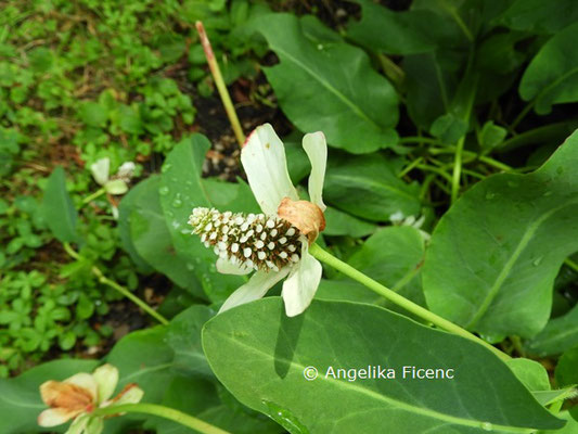 Anemopsis californica  © Mag. Angelika Ficenc