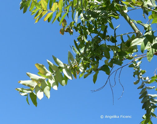 Eucalyptus globulus - Blaugummibaum,   © Mag. Angelika Ficenc