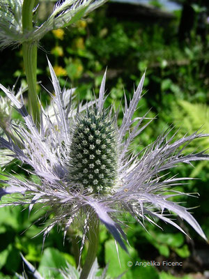 Eryngium alpinum - Alpen-Mannstreu  © Mag. Angelika Ficenc