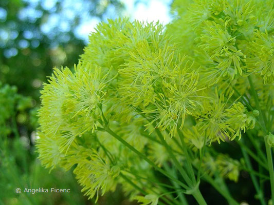 Thalictrum flavum  © Mag. Angelika Ficenc