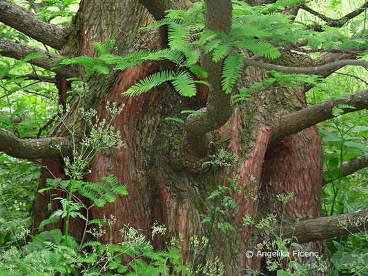 Metasequoia glyptostroboides - Chinesisches Rotholz,   © Mag. Angelika Ficenc
