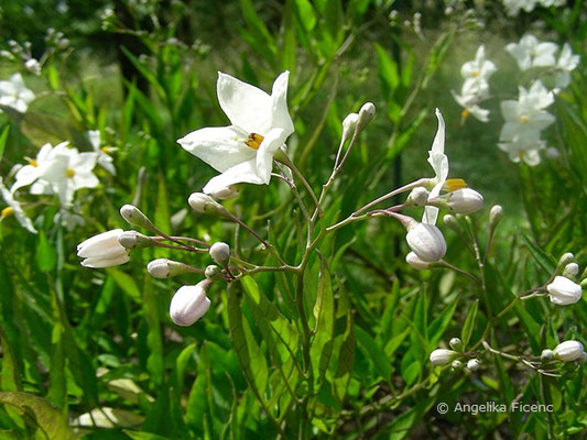 Solanum jasminoides -  Jasmin-Nachtschatten  © Mag. Angelika Ficenc